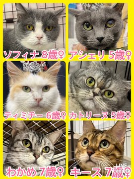 🐾今日の里親様募集中ニャンコ🐱メンバーです🐾2023,3,13【保護犬カフェ天神橋店】